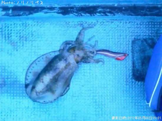 �����ꥤ��