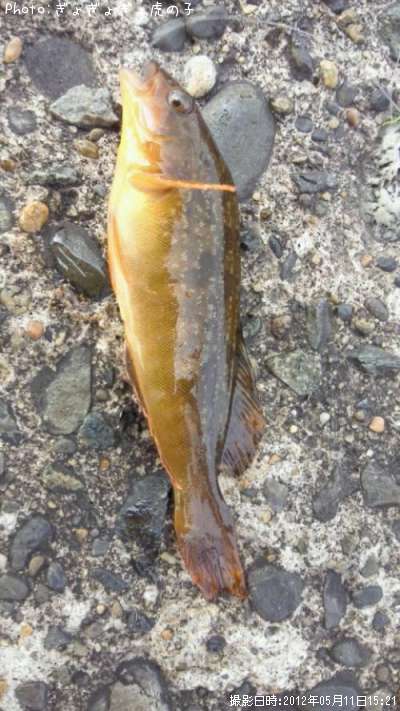 �����ʥ�