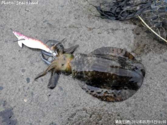 �����ꥤ��