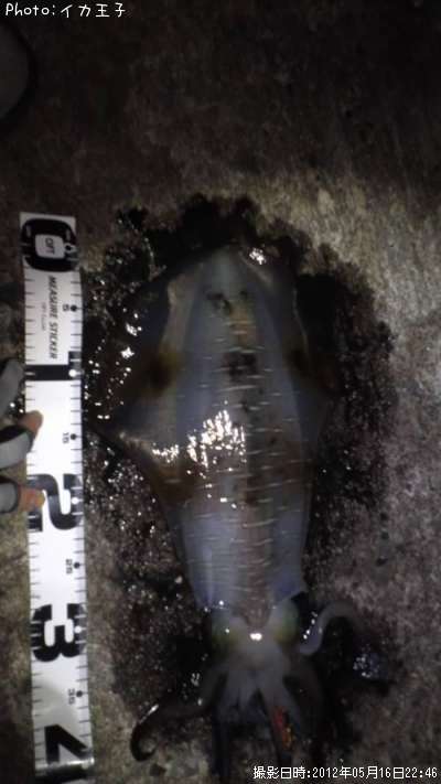 �����ꥤ��