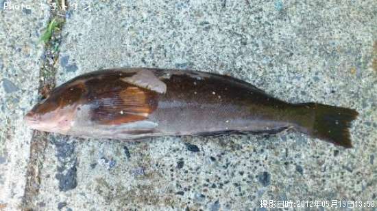 �����ʥ�