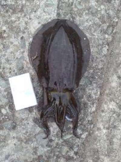 �����ꥤ��