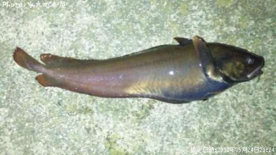 �������������ʥ�