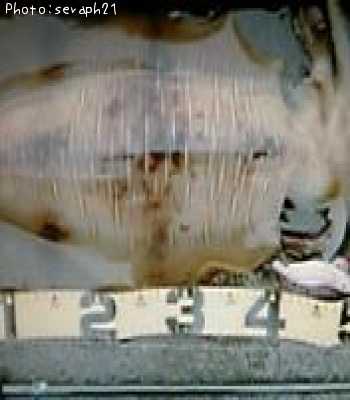 �����ꥤ��