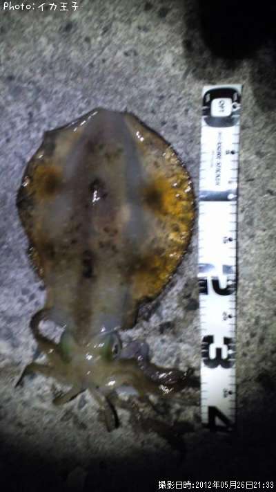 �����ꥤ��