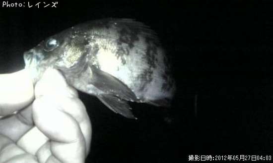 ��Х������