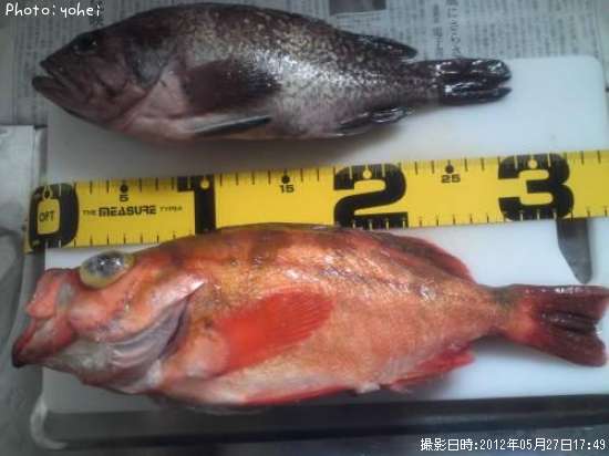 ����������Х�