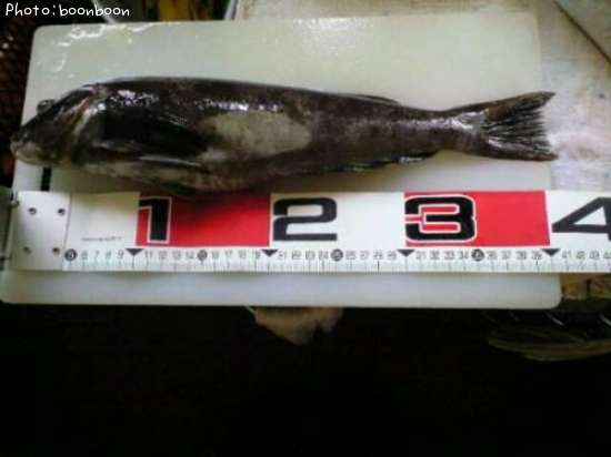 �����ʥ�