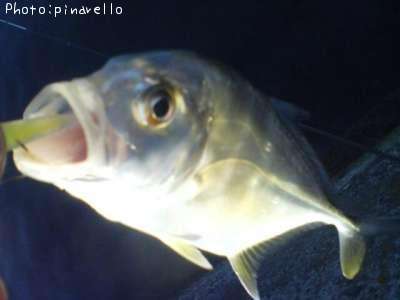 �����˥󥢥�