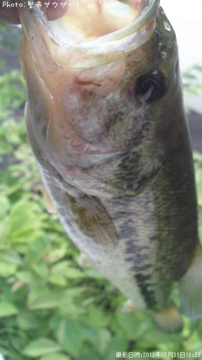 �֥�å��Х�