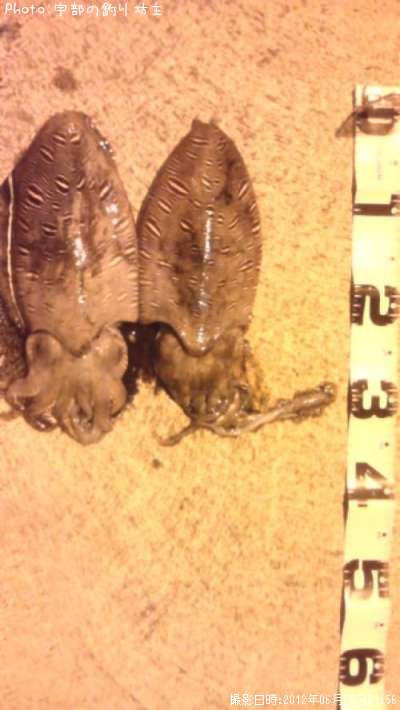 ��󥴥�����