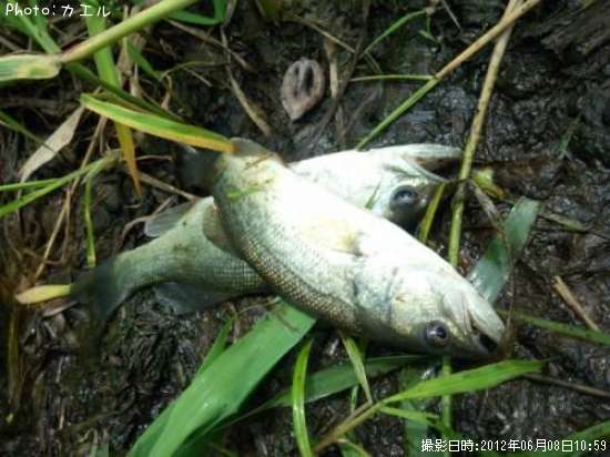 �֥�å��Х�