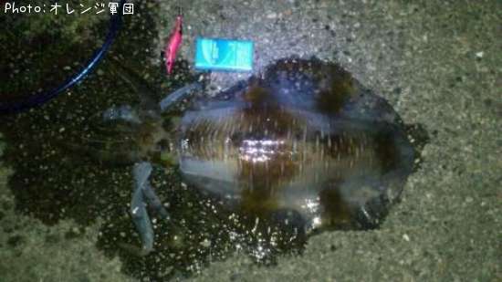 �����ꥤ��