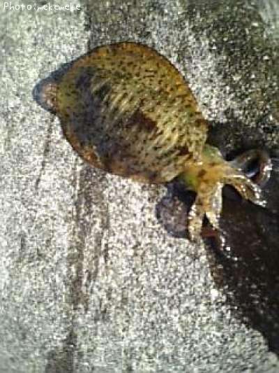 �����ꥤ��