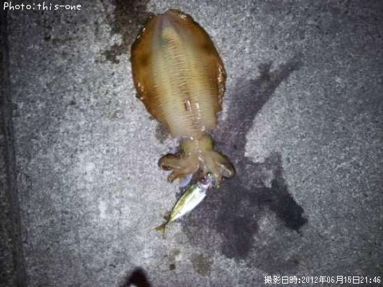 �����걨±