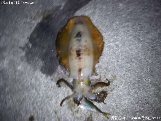 �����걨±