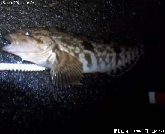 �����ʥ�