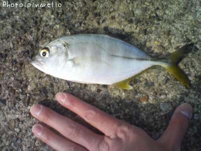 ���󥬥ᥢ��