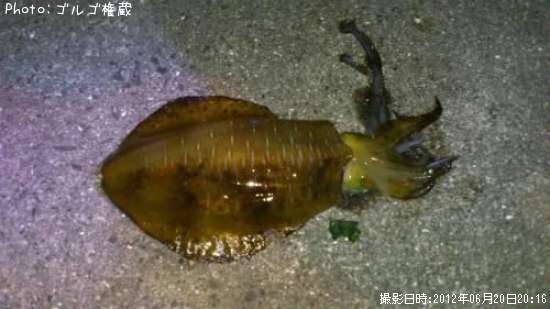 �����ꥤ��