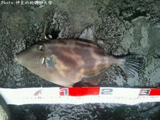 ���ޥť�ϥ�