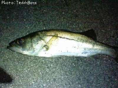 �����Х�