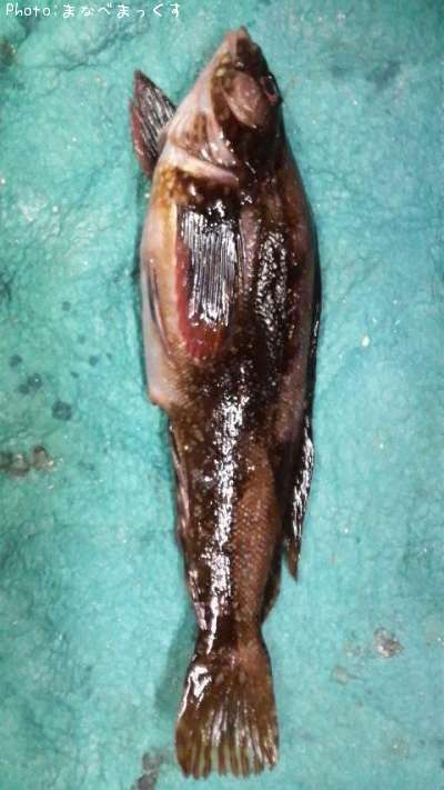 �����ʥ�