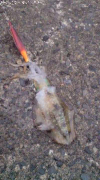 �����ꥤ��