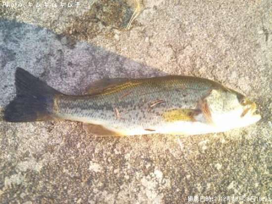 �֥�å��Х�