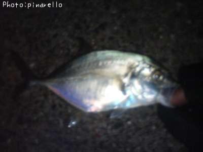 �����˥󥢥�