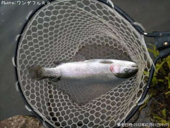 �쥤��ܡ��ȥ饦��