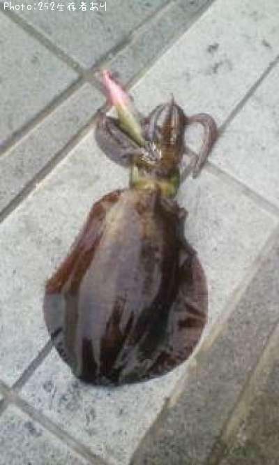 �����ꥤ��