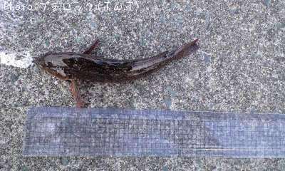 �����ʥ�