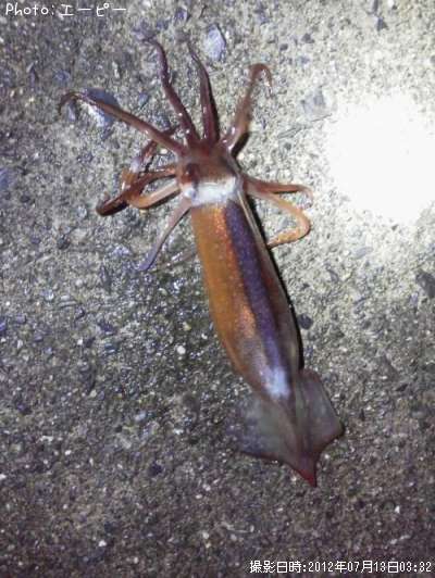 ����ᥤ��