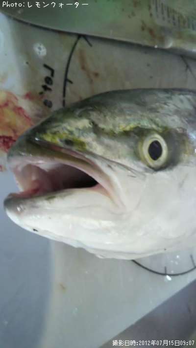 ���ʤ��ȥ參��