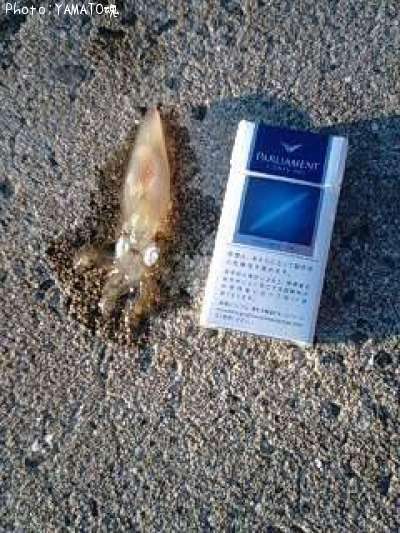 ����ɥ�����