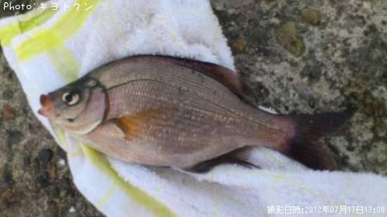 ���ߥ��ʥ�