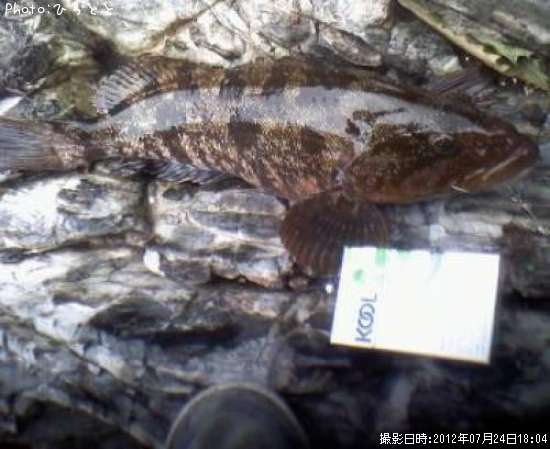 �����ʥ�