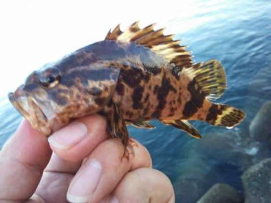 �����Υ���Х�