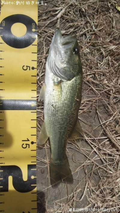 �֥�å��Х�