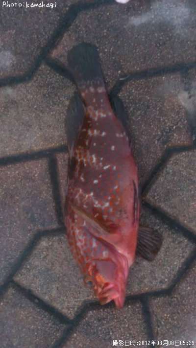 �����ϥ�