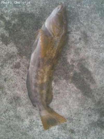 �����ʥ�