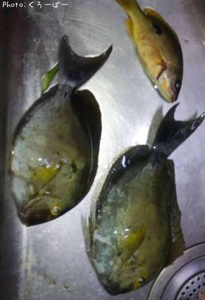 ���äƵ���