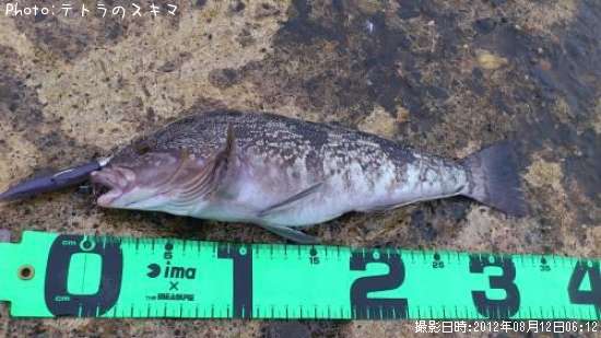 �����ʥ�