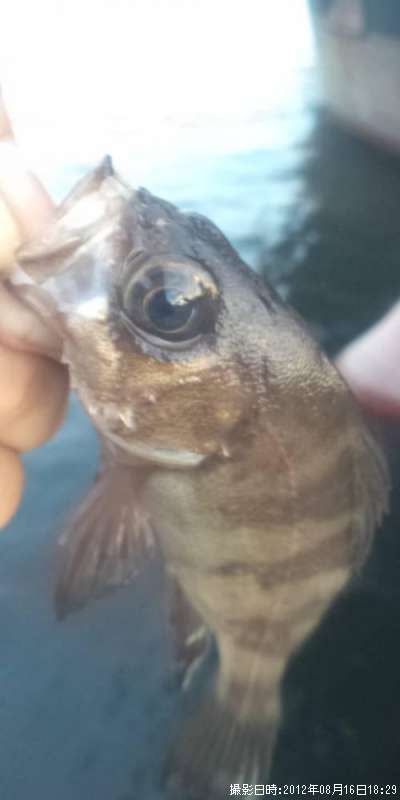 ��Х�������Х�