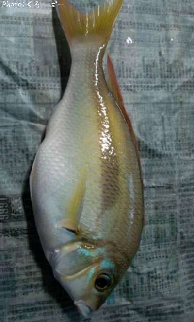 �ҥȥ������ޥ�����