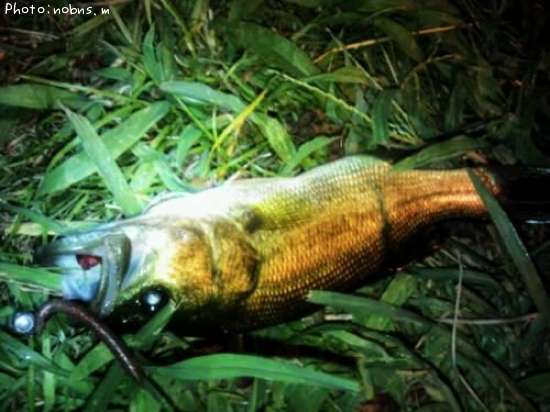 �֥�å��Х�