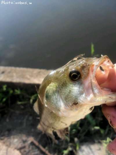 �֥�å��Х�