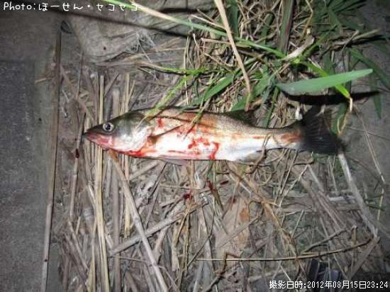 �����Х�