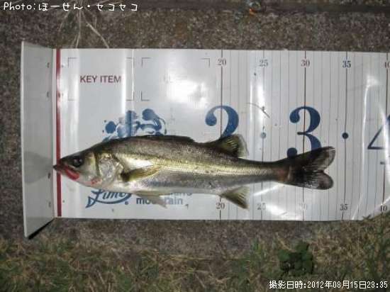 �����Х�