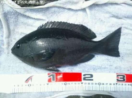 �����᥸��